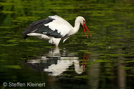 Weißstorch, Ciconia ciconia 049